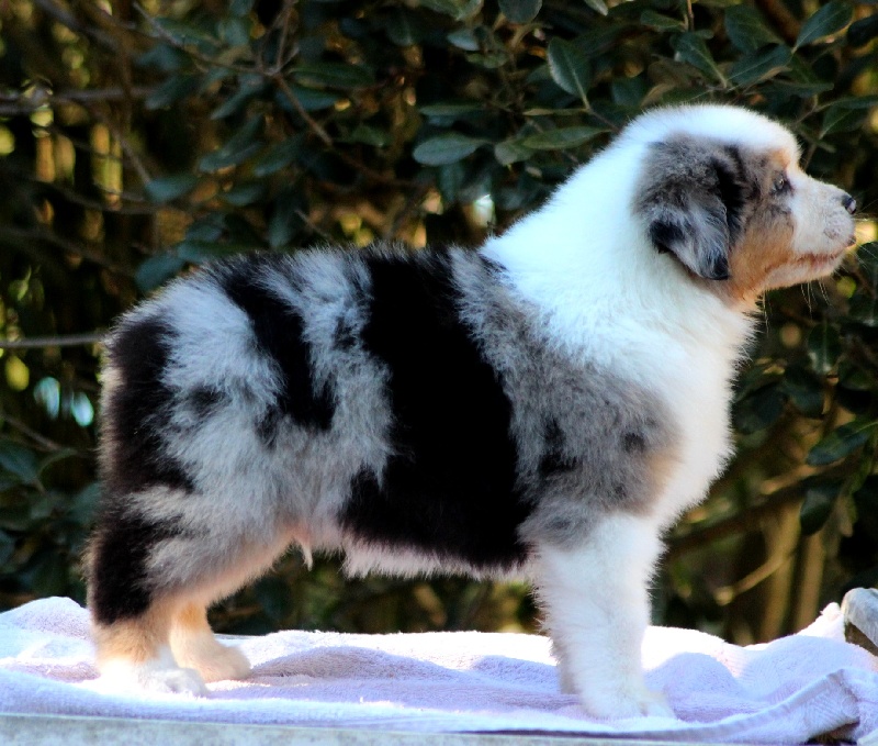 Chiot Elevage Du Glacier Des Pandas Eleveur De Chiens