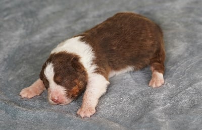 Les chiots de Berger Australien
