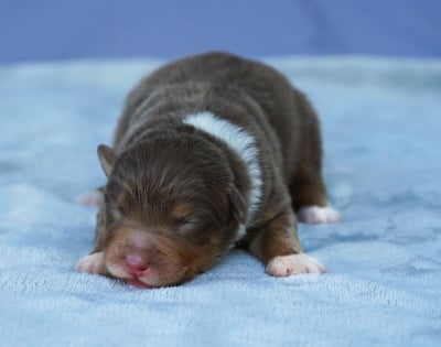 Les chiots de Berger Australien