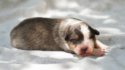 Les chiots de Berger Australien