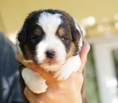 Les chiots de Berger Australien