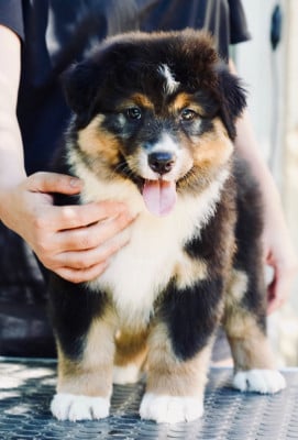 Les chiots de Berger Australien