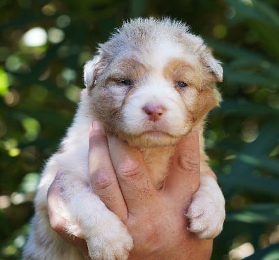 Les chiots de Berger Australien