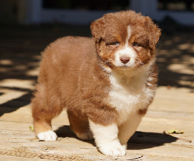Les chiots de Berger Australien