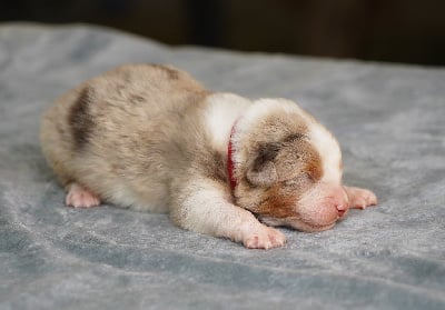 Les chiots de Berger Australien