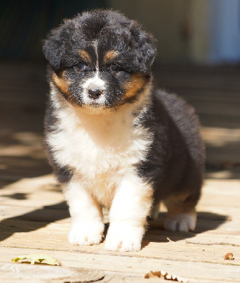 Les chiots de Berger Australien