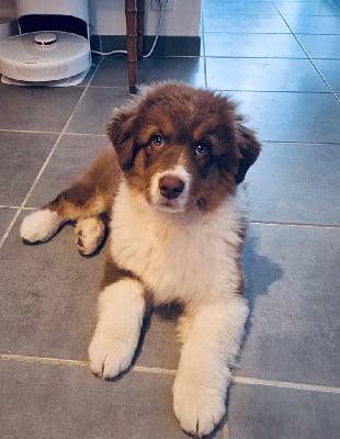 Les chiots de Berger Australien