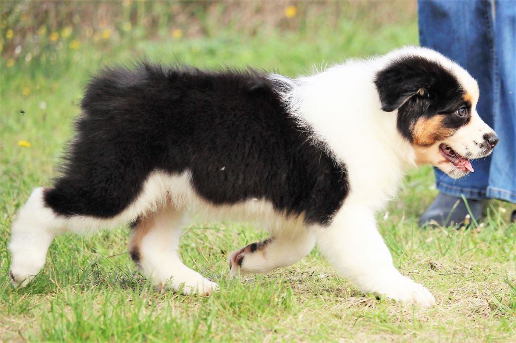 Chiot Berger Australien, mâle disponible en Occitanie, 30