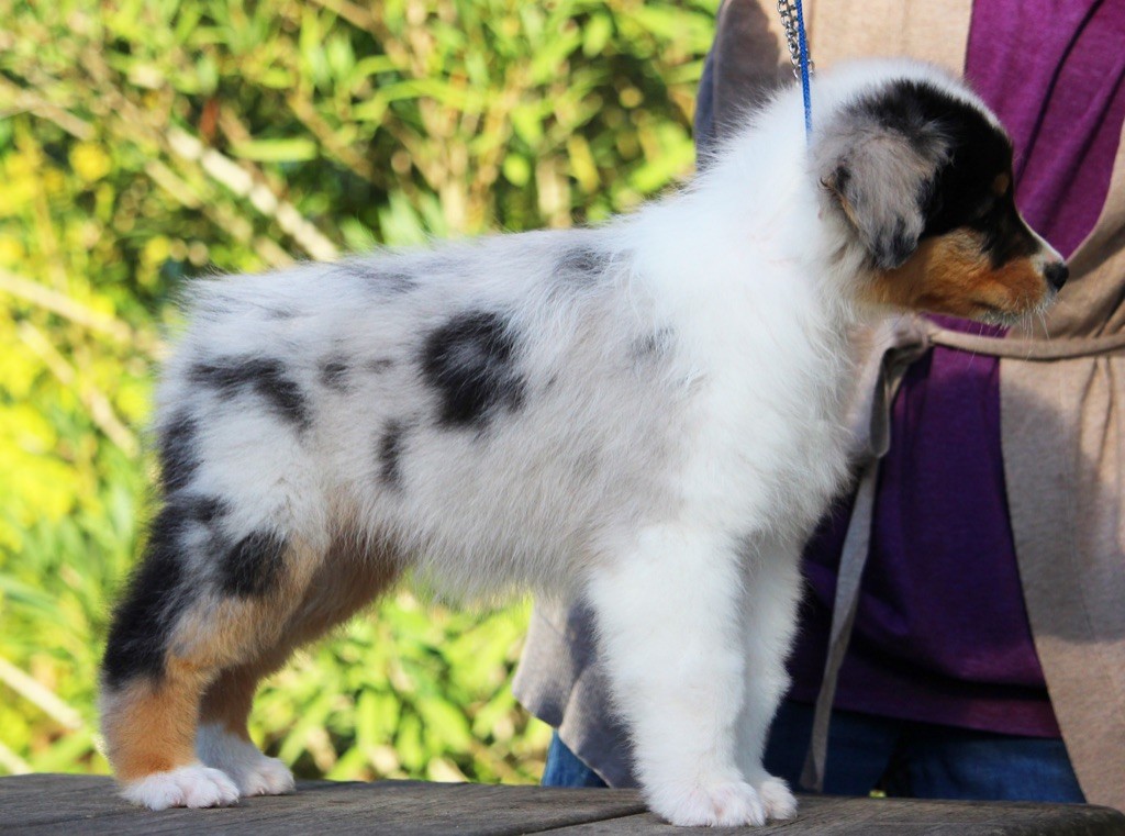 Chiot Berger Australien, femelle disponible en Occitanie