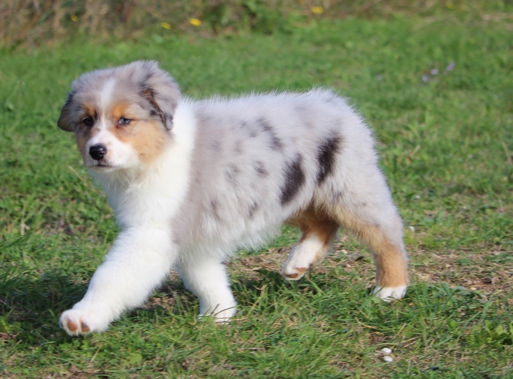 Chiot Berger Australien, femelle disponible en Occitanie