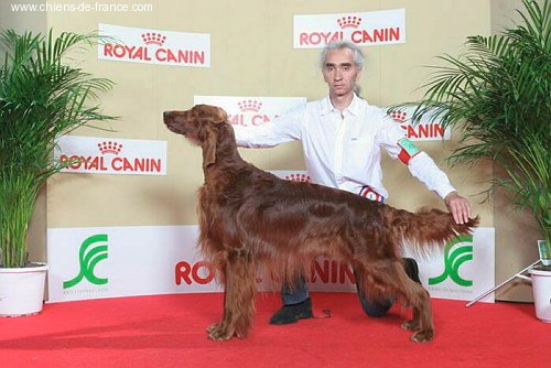 Yendal Of Mcbirdy - 1er excellent CACIB Meilleur de race