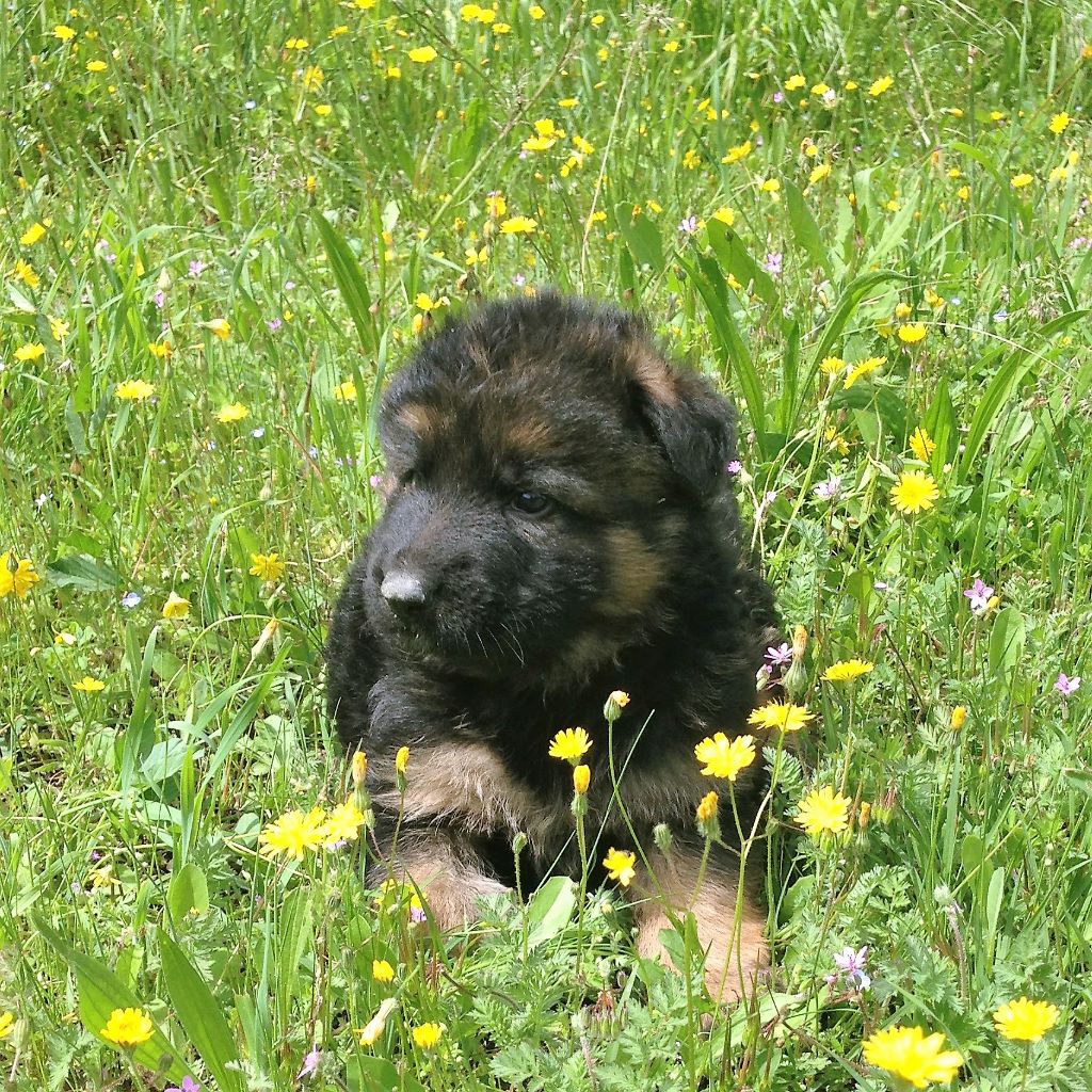 Chiot Berger allemand, mâle disponible en Provence Alpes