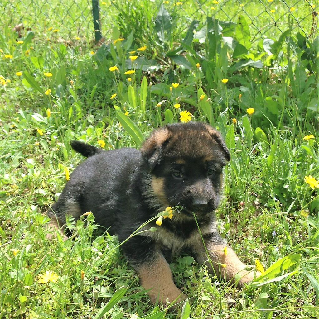 Chiot Berger allemand, OSLO, mâle disponible en Provence