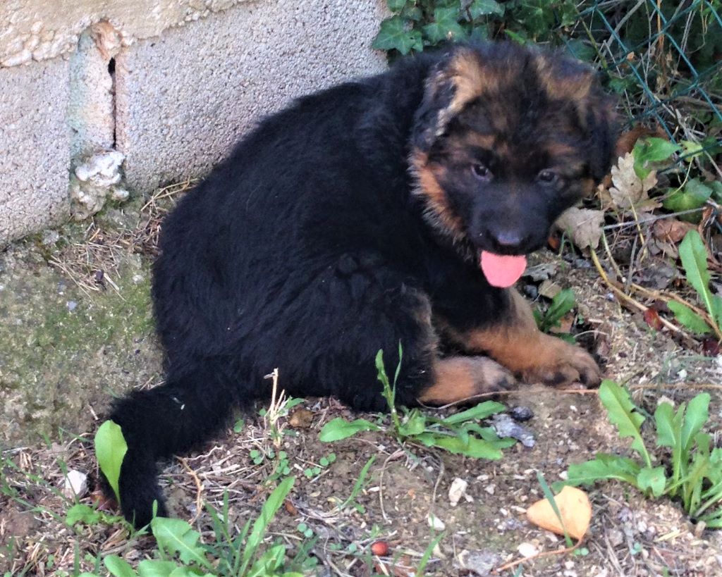 Chiot Berger Allemand Poil Long, femelle disponible en