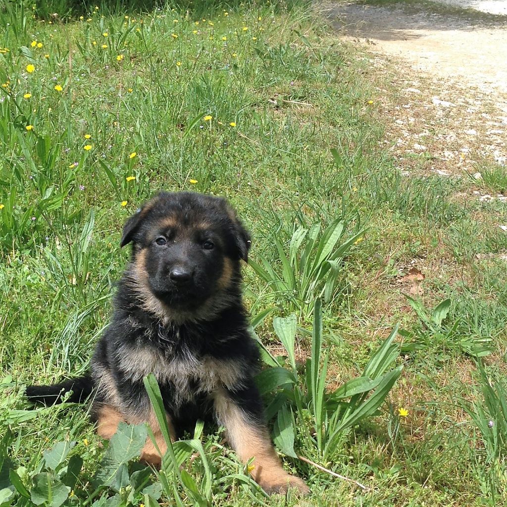 Chiot Berger allemand, mâle disponible en Provence Alpes