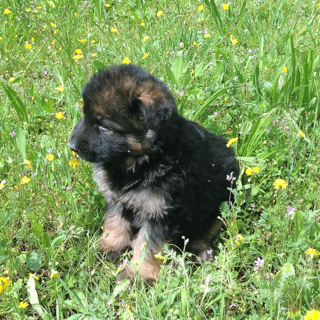 Chiot Berger allemand, femelle disponible en Provence