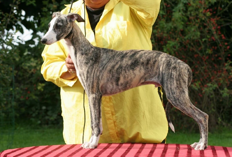 Publication : Du manoir de la grenouillère Auteur : GV