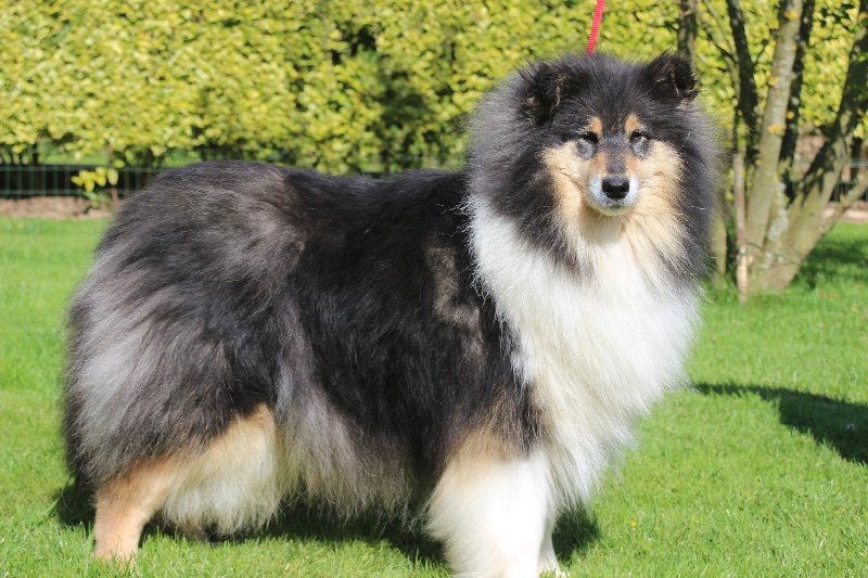 Gaïa bella des Hauts Vikings Normands