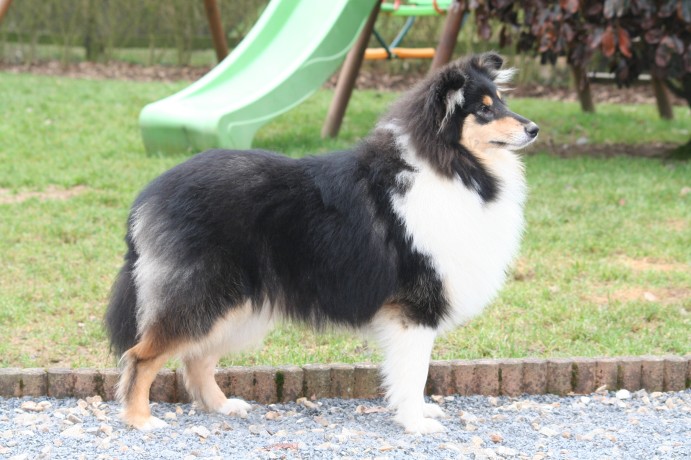 Gaïa bella des Hauts Vikings Normands