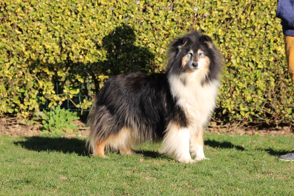 Gaïa bella des Hauts Vikings Normands