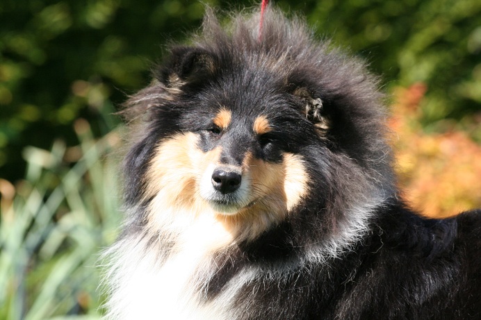 Gaïa bella des Hauts Vikings Normands