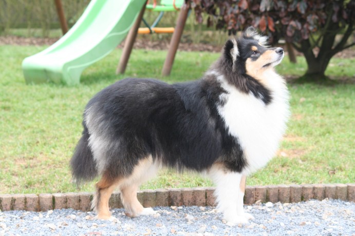 Gaïa bella des Hauts Vikings Normands