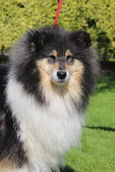 Gaïa bella des Hauts Vikings Normands