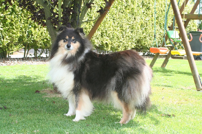 Gaïa bella des Hauts Vikings Normands