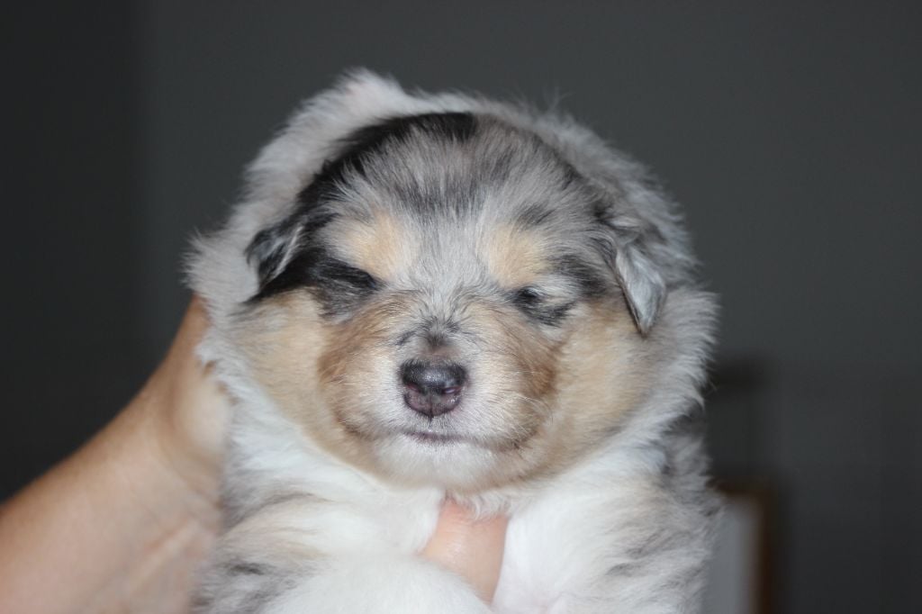 Publication : des Hauts Vikings Normands