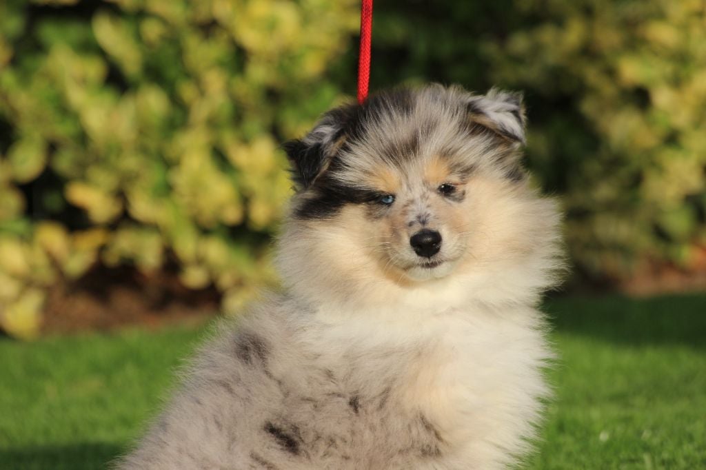 Publication : des Hauts Vikings Normands