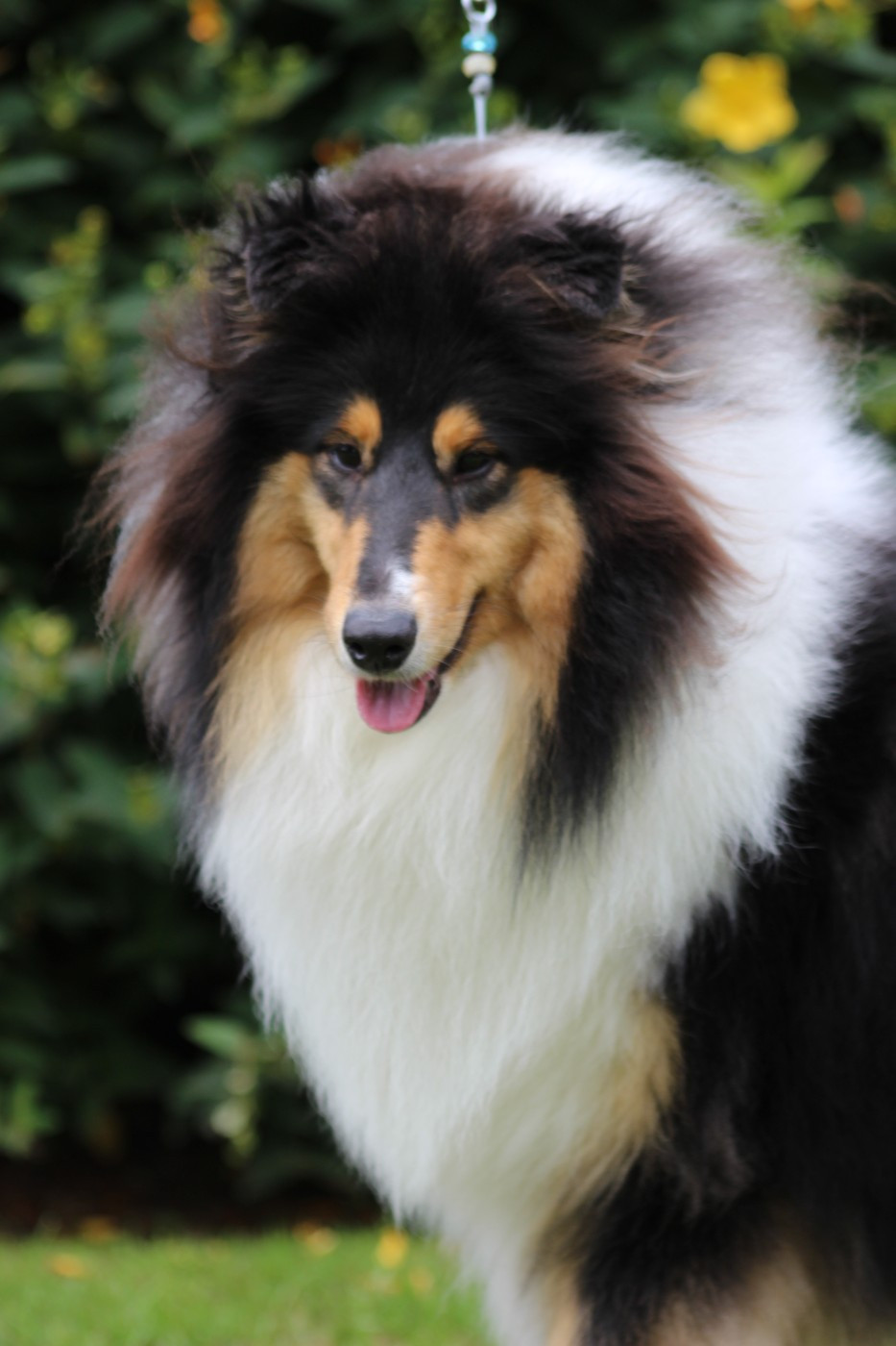 Volturi Black du domaine des Emeraudes