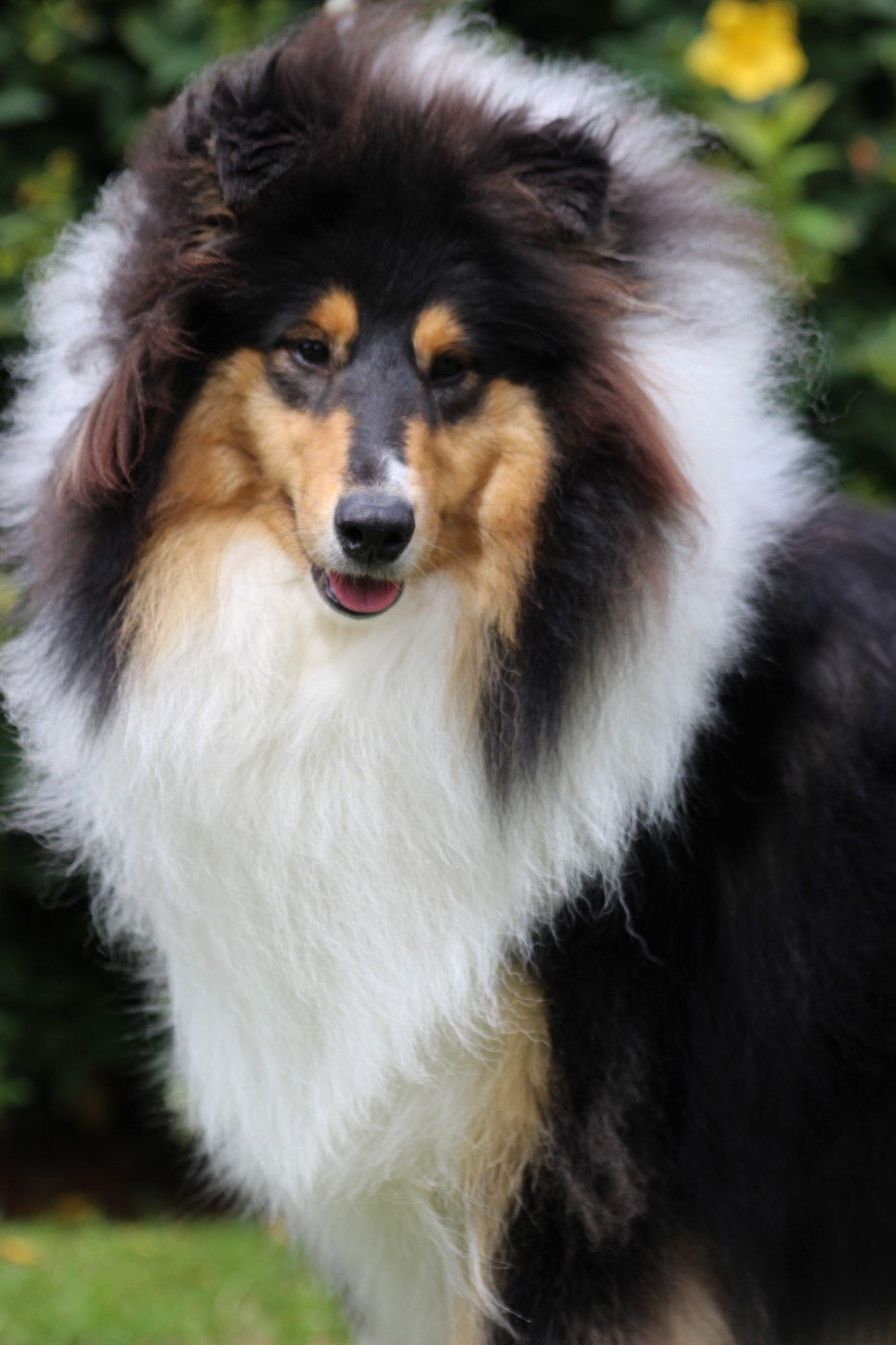 Volturi Black du domaine des Emeraudes