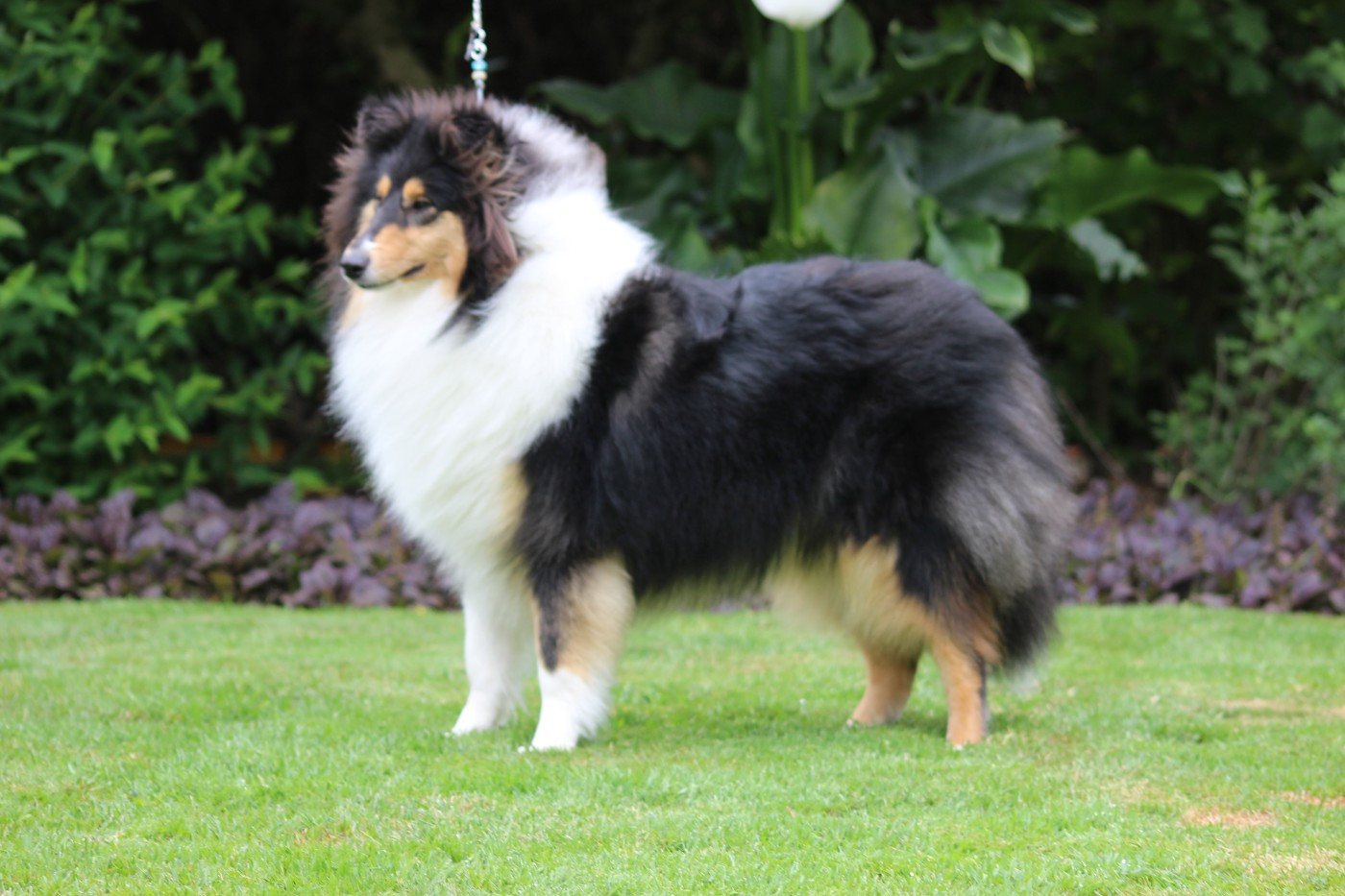 Volturi Black du domaine des Emeraudes