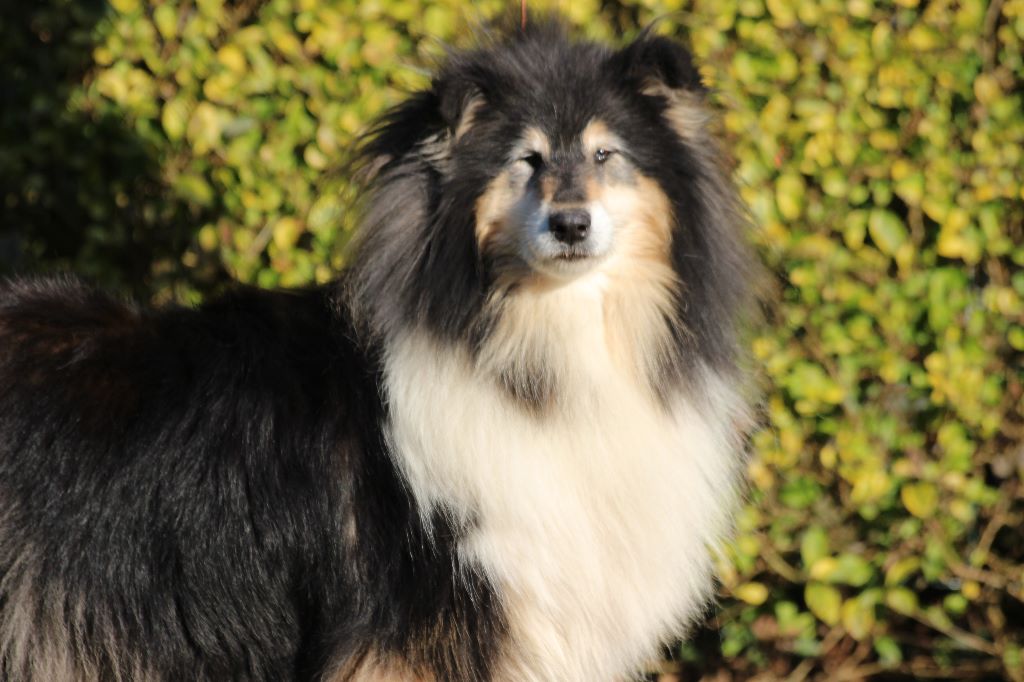 Gaïa bella des Hauts Vikings Normands