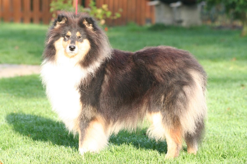 Gaïa bella des Hauts Vikings Normands