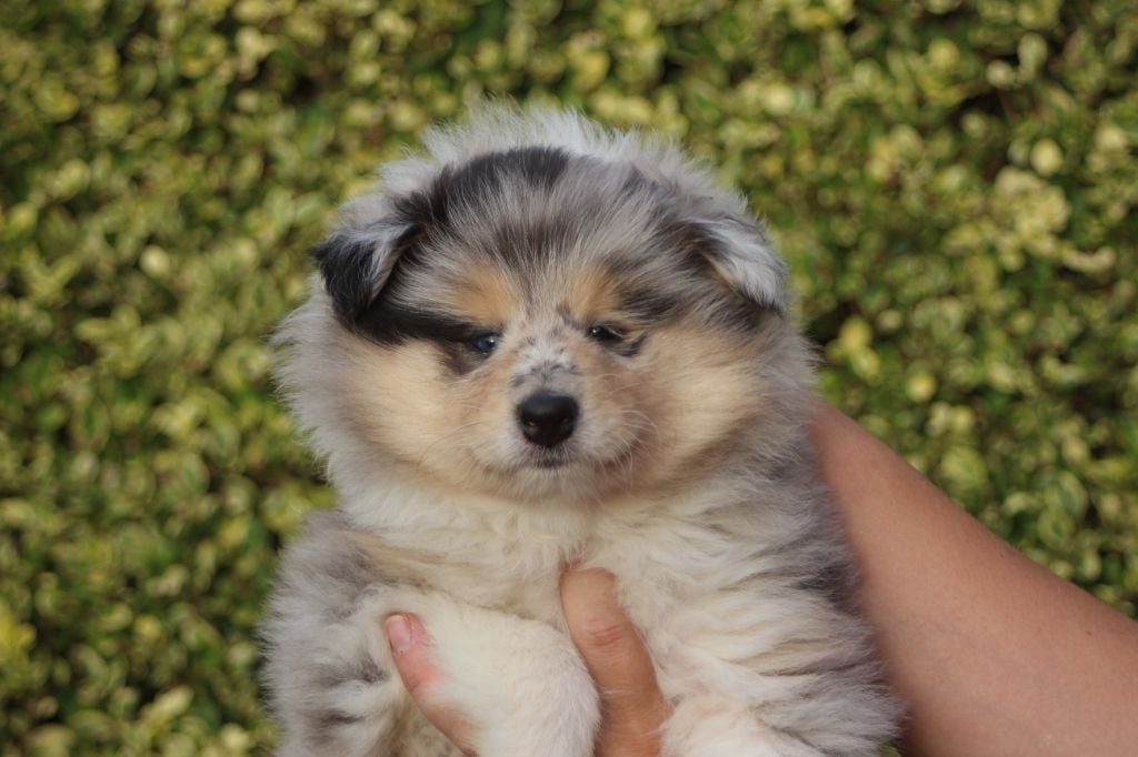 Publication : des Hauts Vikings Normands