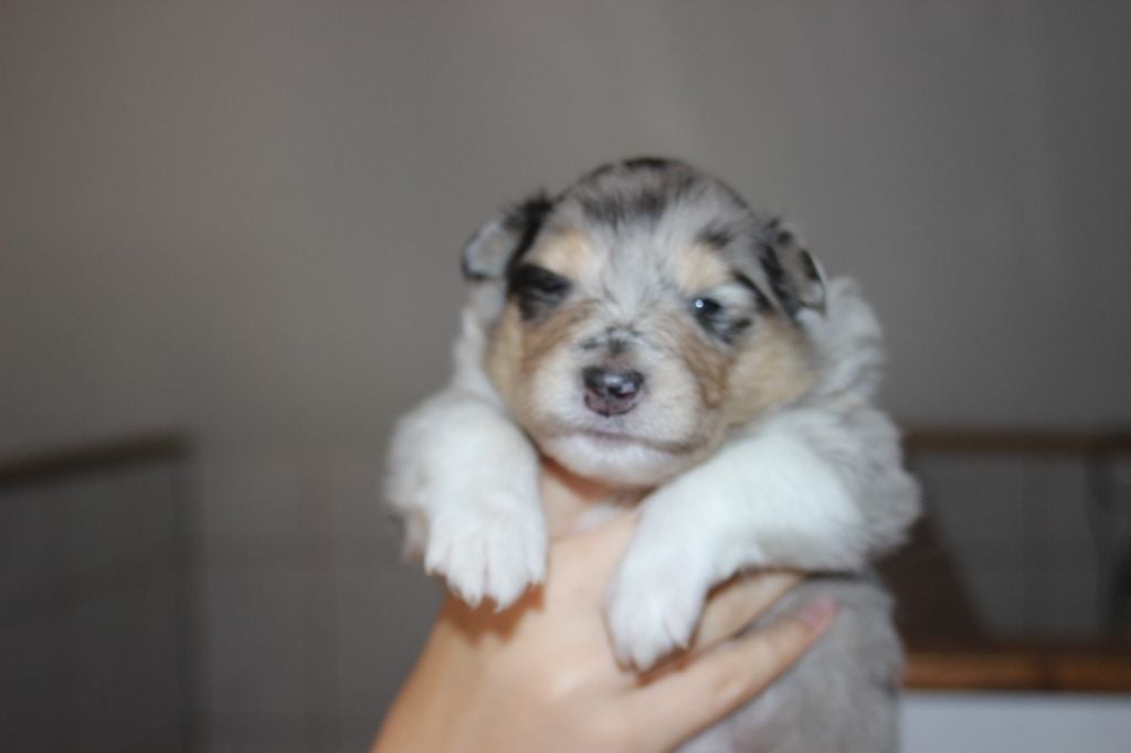 Publication : des Hauts Vikings Normands