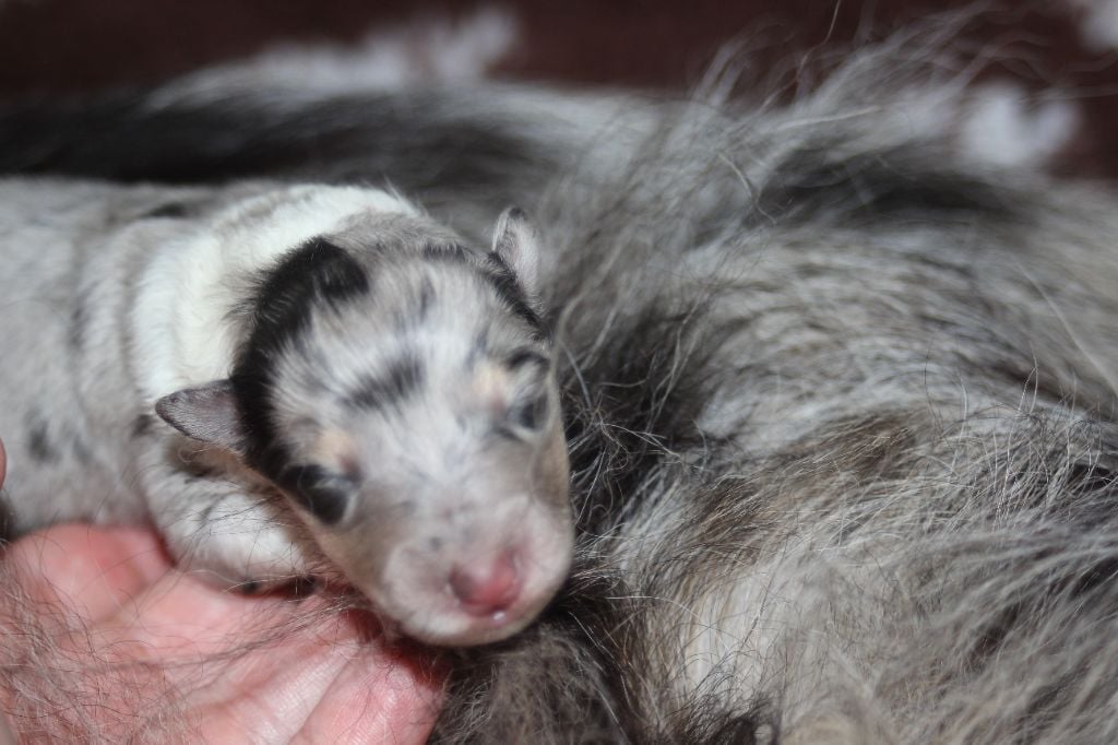 Publication : des Hauts Vikings Normands