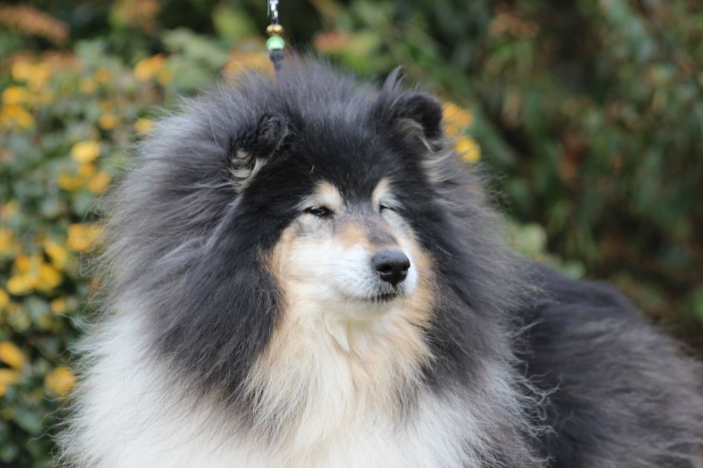 Gaïa bella des Hauts Vikings Normands