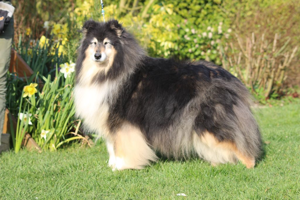 Gaïa bella des Hauts Vikings Normands