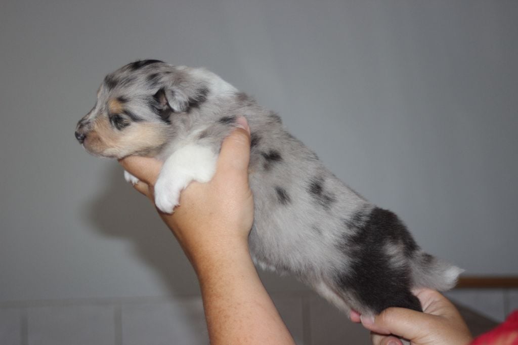 Publication : des Hauts Vikings Normands