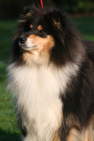 Gaïa bella des Hauts Vikings Normands