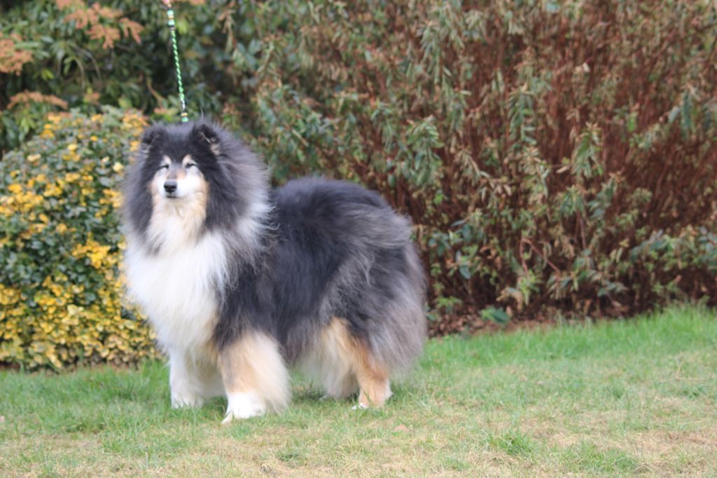 Gaïa bella des Hauts Vikings Normands