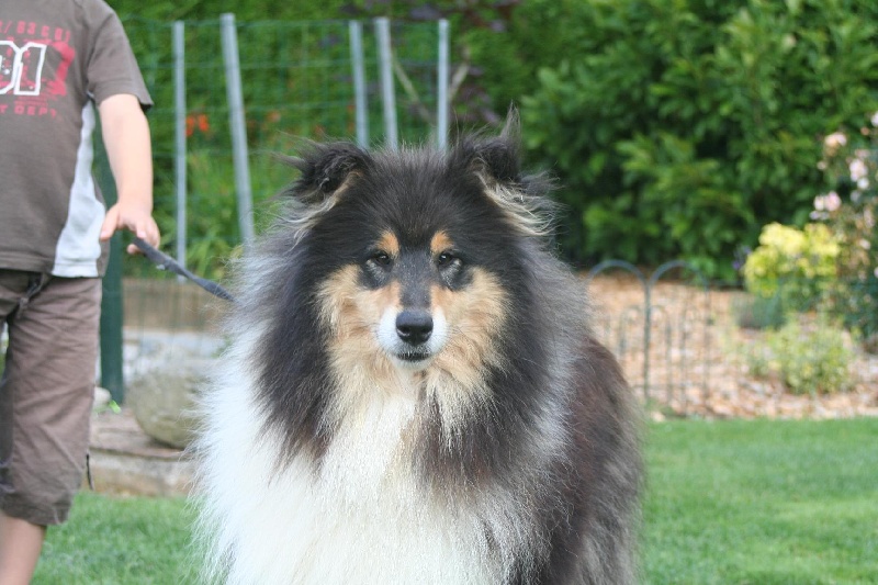 Gaïa bella des Hauts Vikings Normands