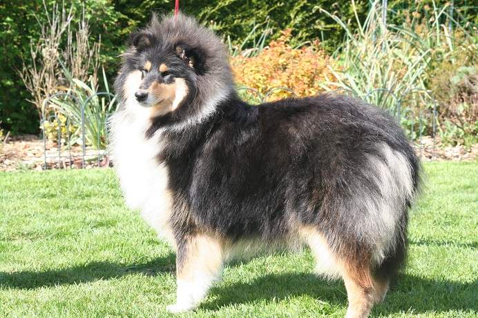 Gaïa bella des Hauts Vikings Normands