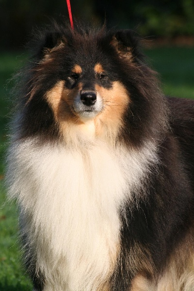 Gaïa bella des Hauts Vikings Normands