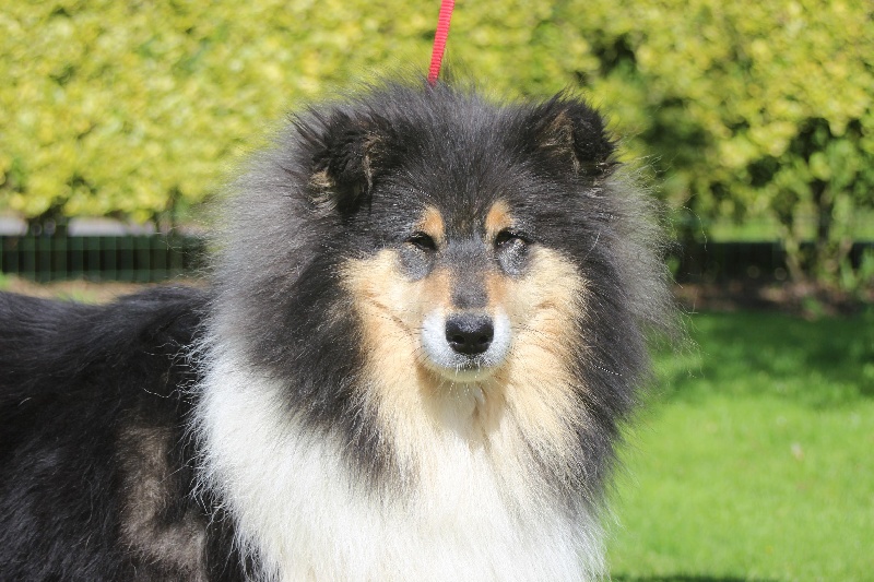 Gaïa bella des Hauts Vikings Normands