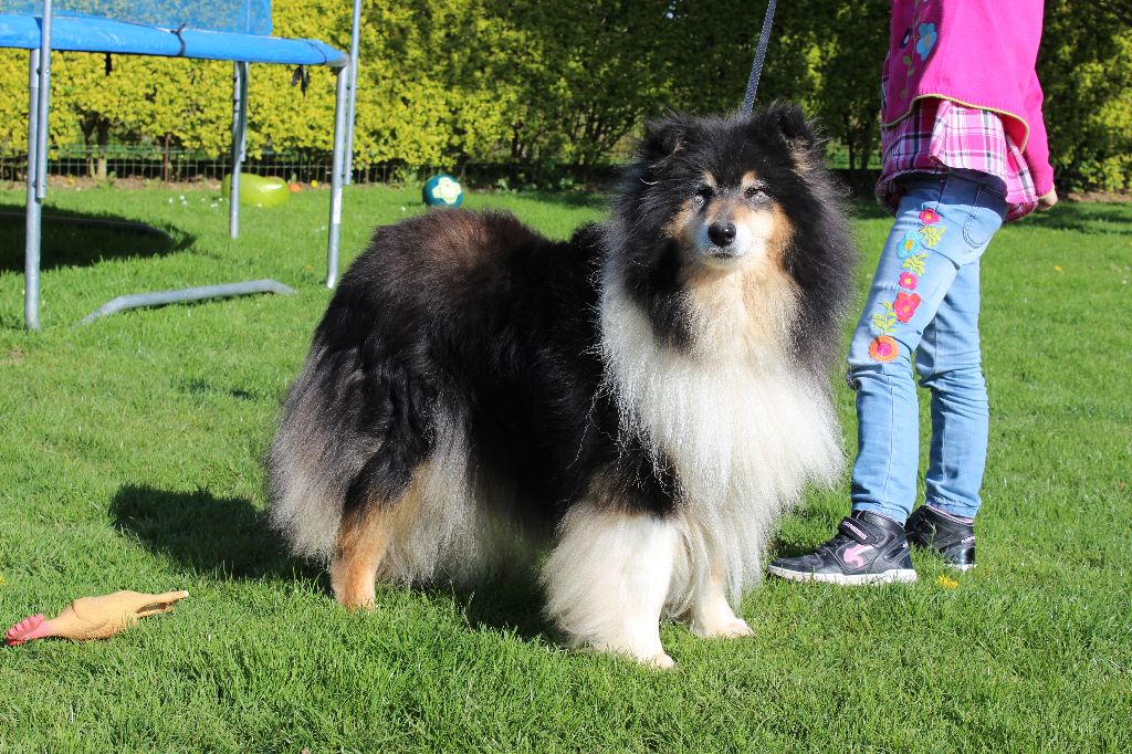 Gaïa bella des Hauts Vikings Normands