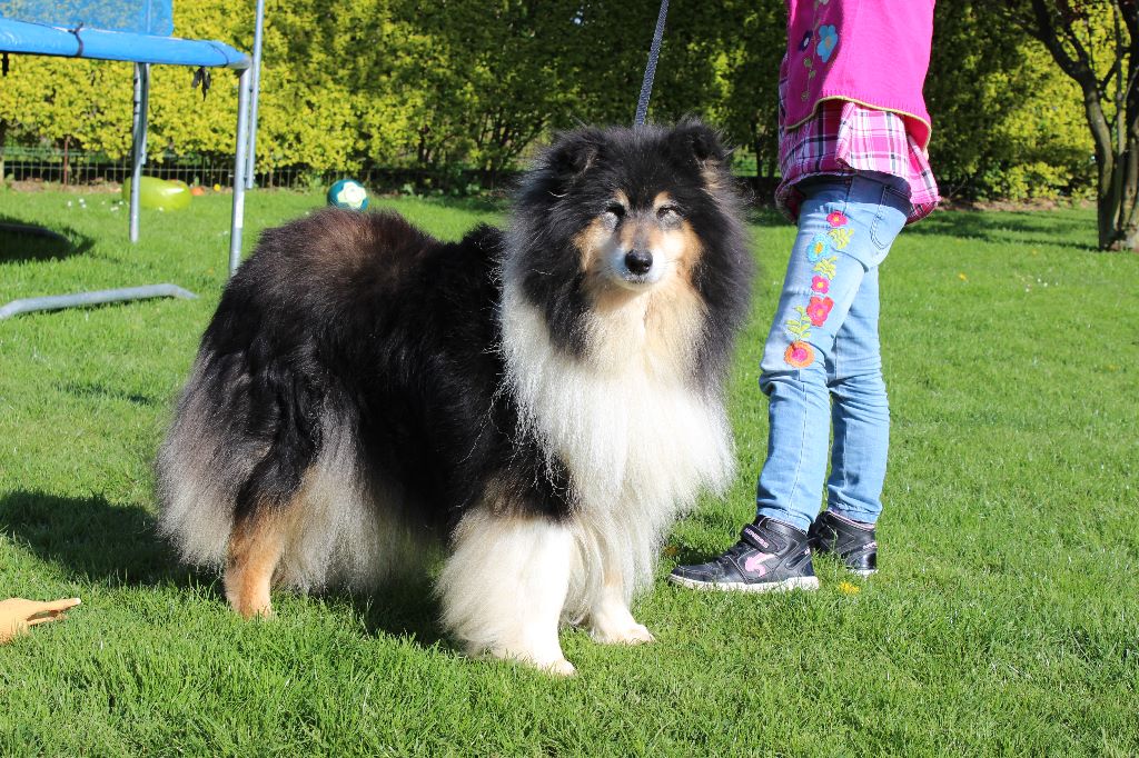 Gaïa bella des Hauts Vikings Normands