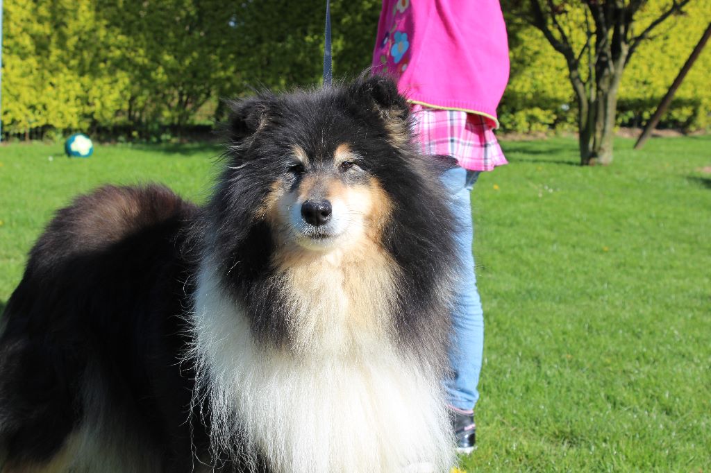 Gaïa bella des Hauts Vikings Normands